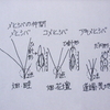 メヒシバ、コメヒシバ、アキメヒシバのこと