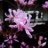 高崎駅前散歩　ねむの木公園の花々・南小のハクモクレン・今朝は8℃・馬酔木