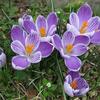 クロッカス　紫