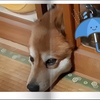 シュウ酸の抜き方！ほうれん草の危険な毒を消す1分間の裏技！