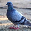 私が銀鳩が好きな理由