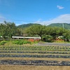 コキア除草＆坪庭除草