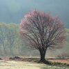 朝日に浮かび上がる桜