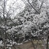 安倍忖度政治の放送法をめぐる行政文書から魑魅魍魎（ちみもうりょう）、天網恢恢（てんもうかいかい）疎（そ）にして漏らさずという言葉を思い出した