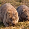 ざんねんな生き物調べてたら、スーパー胸きゅんな動物を発見した。