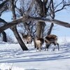 ふわふわの雪！