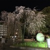 上野公園夜桜見物