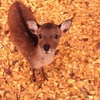 A Deer and Fallen Leaves（鹿と落ち葉）