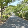 (巻四十五) この年も桜に置いて行かれけり(柿坂伸子)