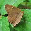 船橋北部周辺の蝶 (チョウ) 「ナミヒカゲ (別名：ヒカゲチョウ) 」＆「ギンイチモンジセセリ」