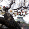 今日は３月３日。ひな祭り・・・大阪城公園にて観梅です。