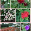 恒例の…