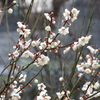 高伝寺の梅花