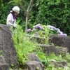 佐渡　雨少なく〜工場の草刈り