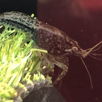 ザリガニの飼養等許可申請の方法 ザリガニ 甲殻類 有尾類の世界