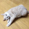 猫にも認知症があるって知ってた？