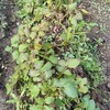 1月に植えたじゃがいもの収穫スタート元手から600%ペース