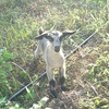 今日のユキちゃん、そして近所のヤギに畑の作物を食べられた