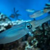 珍しい深海の生き物ユウレイイカの仲間が奄美大島の海洋展示館に持ち込まれました。