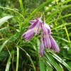 茶草場に咲く夏の花