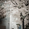 【１３９】目黒区上目黒　川沿いの桜並木
