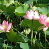 蓮華寺池公園、六月　朝の風景