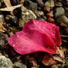 散った山茶花の花びら