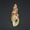 和歌山の貝　オボロセコバイ（Colubraria muricata,1786）