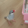 てつの放鳥動画