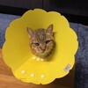 　ご自慢のペットちゃん