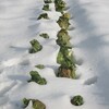 雪の中の野菜