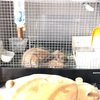 今日のアズキ