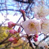  桜桃の花 2016 