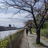 今年の桜　堀川沿い