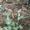 エンドウ豆の定植