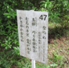 万葉集の世界に飛び込もう―万葉歌碑を訪ねて（その２４９６）―