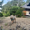 神社の杜