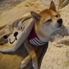 親バカすぎて笑っちゃう、だよ