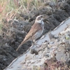 田んぼから居なくなった冬鳥「ツグミ」