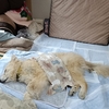 緊急で