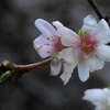 柏の葉公園のジュウガツザクラ(十月桜)