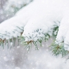 松が枝の土に着くまで降る雪を･･･巻第20-4439