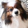 犬は雷でご飯を食べなくなる？雷を怖がった愛犬が食べなかった夜