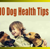 Top 10 Secret Dog Health Tips You Should Know 2019