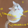 ごめんなさいは？
