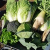 秋野菜の種まき開始！家庭菜園でつくる品種つくりたい品種まとめ