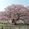 向島寒桜