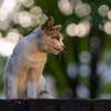 近隣繁華街のねこさん