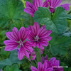 ウスベニアオイ Malva sylvestris