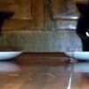ほかの猫がこぼしたご飯を盗ろうとしたら超速猫パンチが飛んできた！【猫動画】